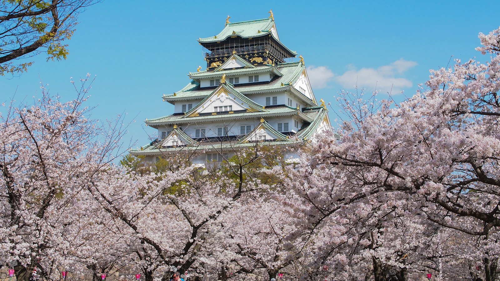 Osaka Castle behind cherry blossom trees