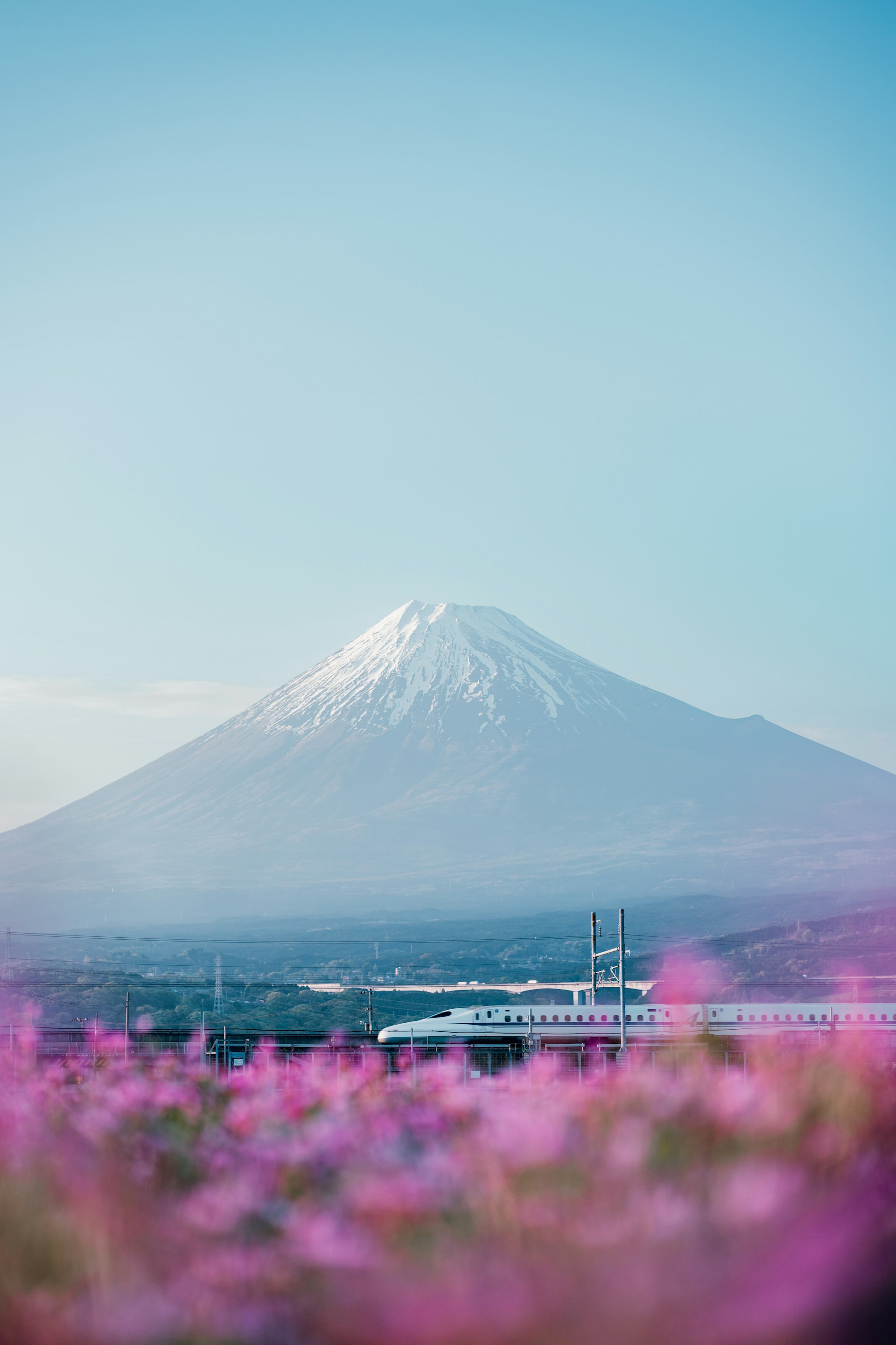 A Shinkansen bullet train passing Mt. Fuji through a field of pink flowers