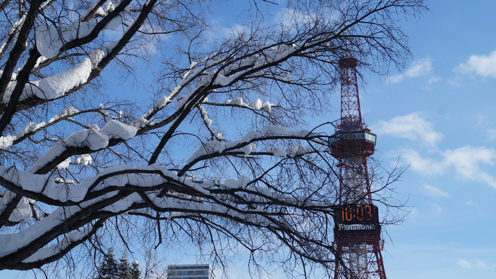 Sapporo TV Tower behind snow-laden branches on a clear winter day